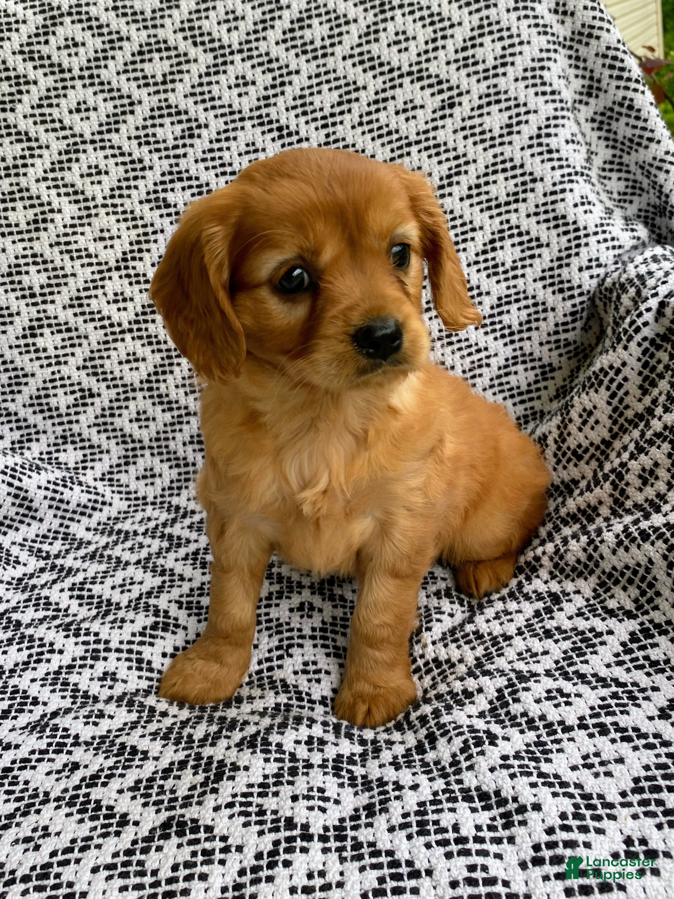 Miniature Golden Retriever dogs Muffin  - Ad 1
