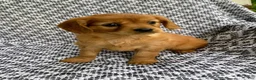 Miniature Golden Retriever dogs for sale: Muffin  - Ad 1
