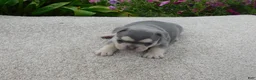 French Bulldog dogs for sale: Sandra - Ad 12