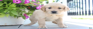 Tiny