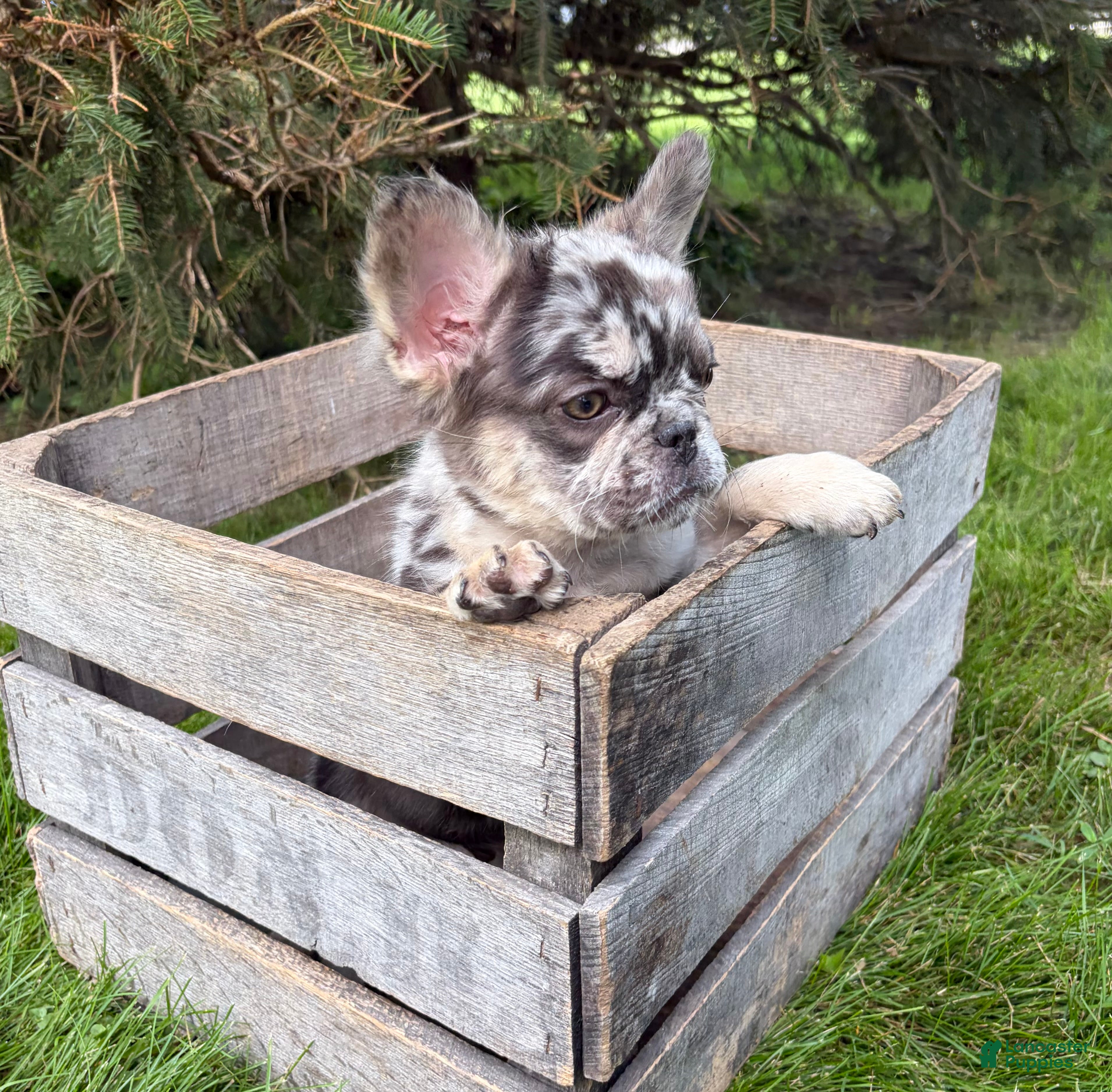 French Bulldog dogs Kingston - Ad 2