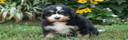 Bernedoodle dogs for sale:  Dylan 🐾 - Ad 3