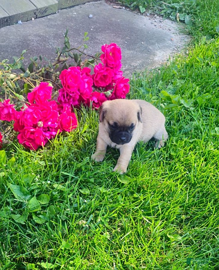 Mixed Breed dogs Kaleb - Ad 6