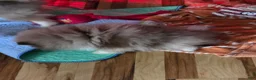 Pomeranian dogs for sale: Pomeranian Puppy 1 - Ad 2