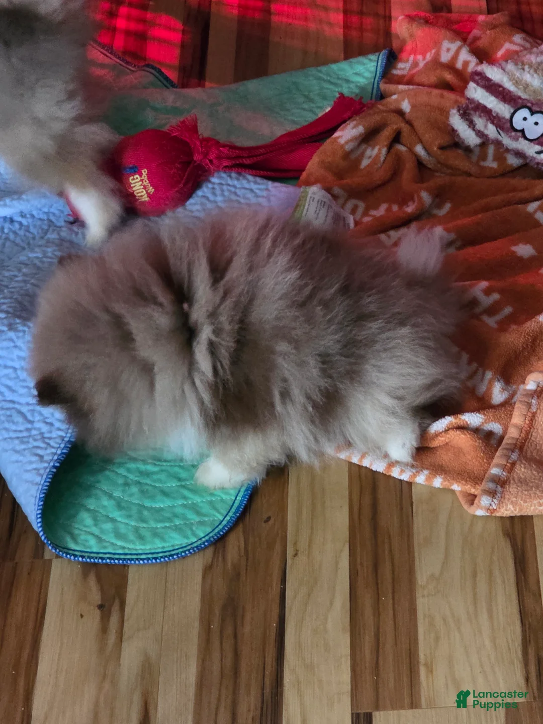 Pomeranian dogs for sale: Pomeranian Puppy 1 - Ad 2