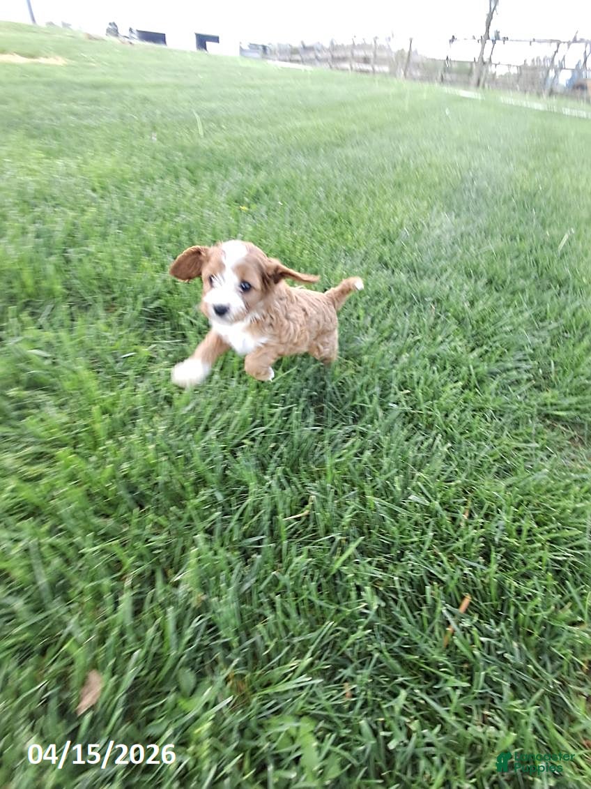 Cavapoo dogs Maverick - Ad 2