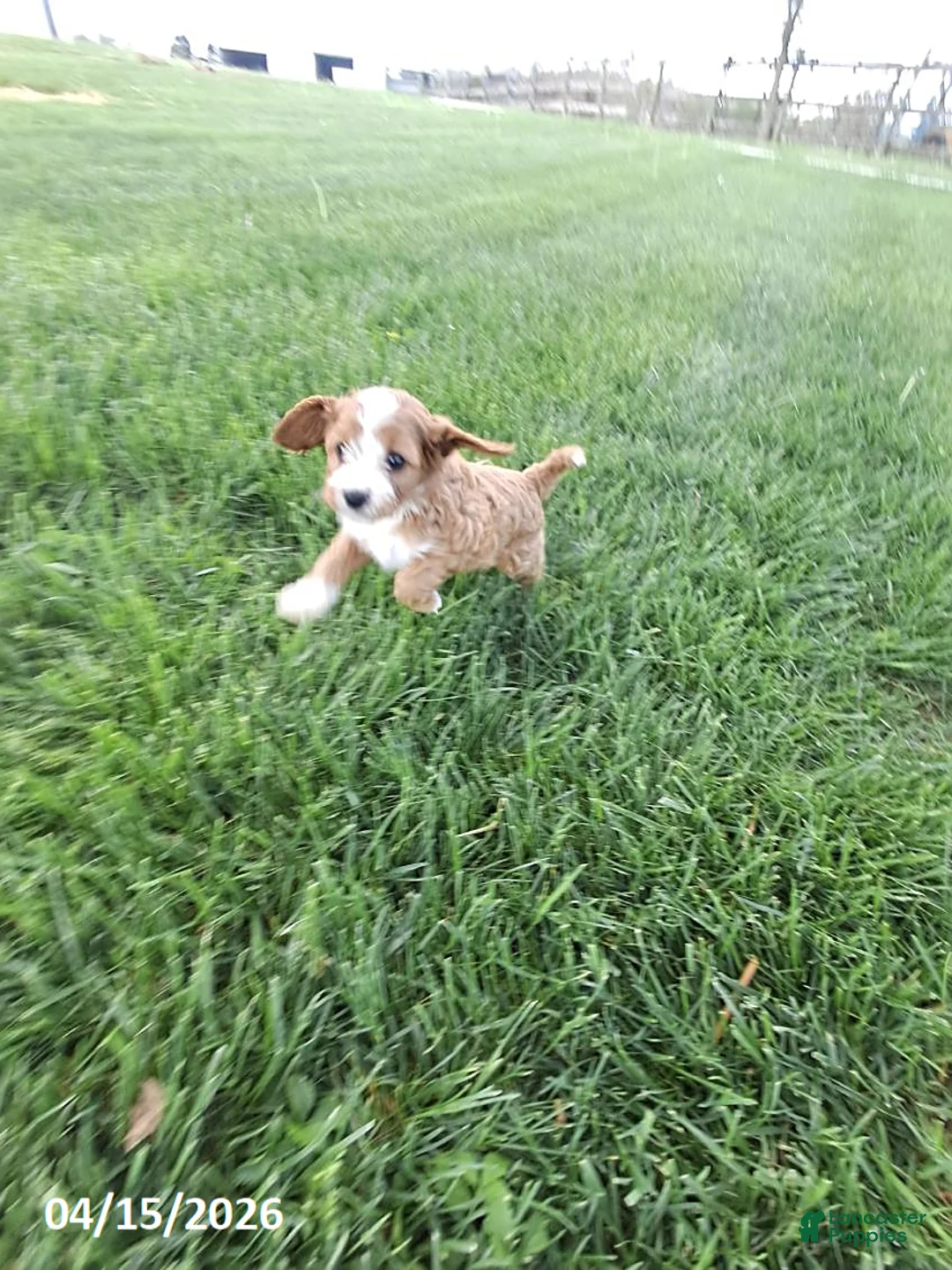 Cavapoo dogs for sale: Maverick - Ad 2