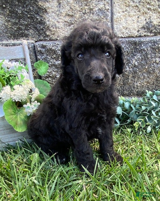 Standard Poodle dogs Teddy- genetic clear - Ad 1