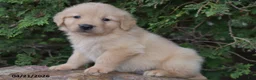 Golden Retriever dogs for sale: Noah - Ad 5