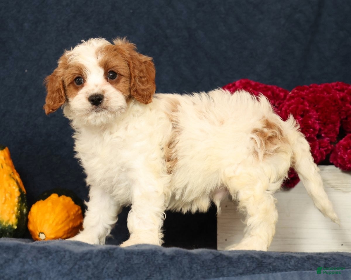 Cavapoo dogs Pepper - Ad 2