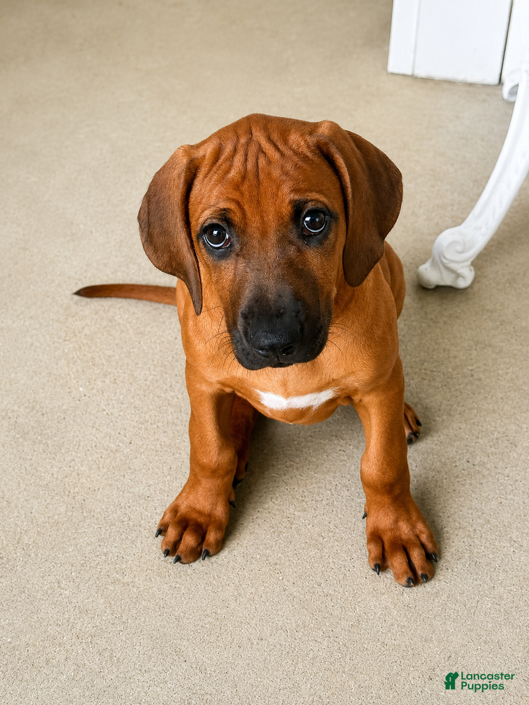 Rhodesian Ridgeback dogs for sale: Rhodesian Ridgeback -Baby Pink  - Ad 4