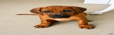 Rhodesian Ridgeback -Baby Pink 