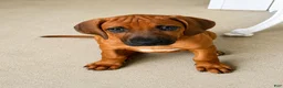 Rhodesian Ridgeback dogs for sale: Rhodesian Ridgeback -Baby Pink  - Ad 1