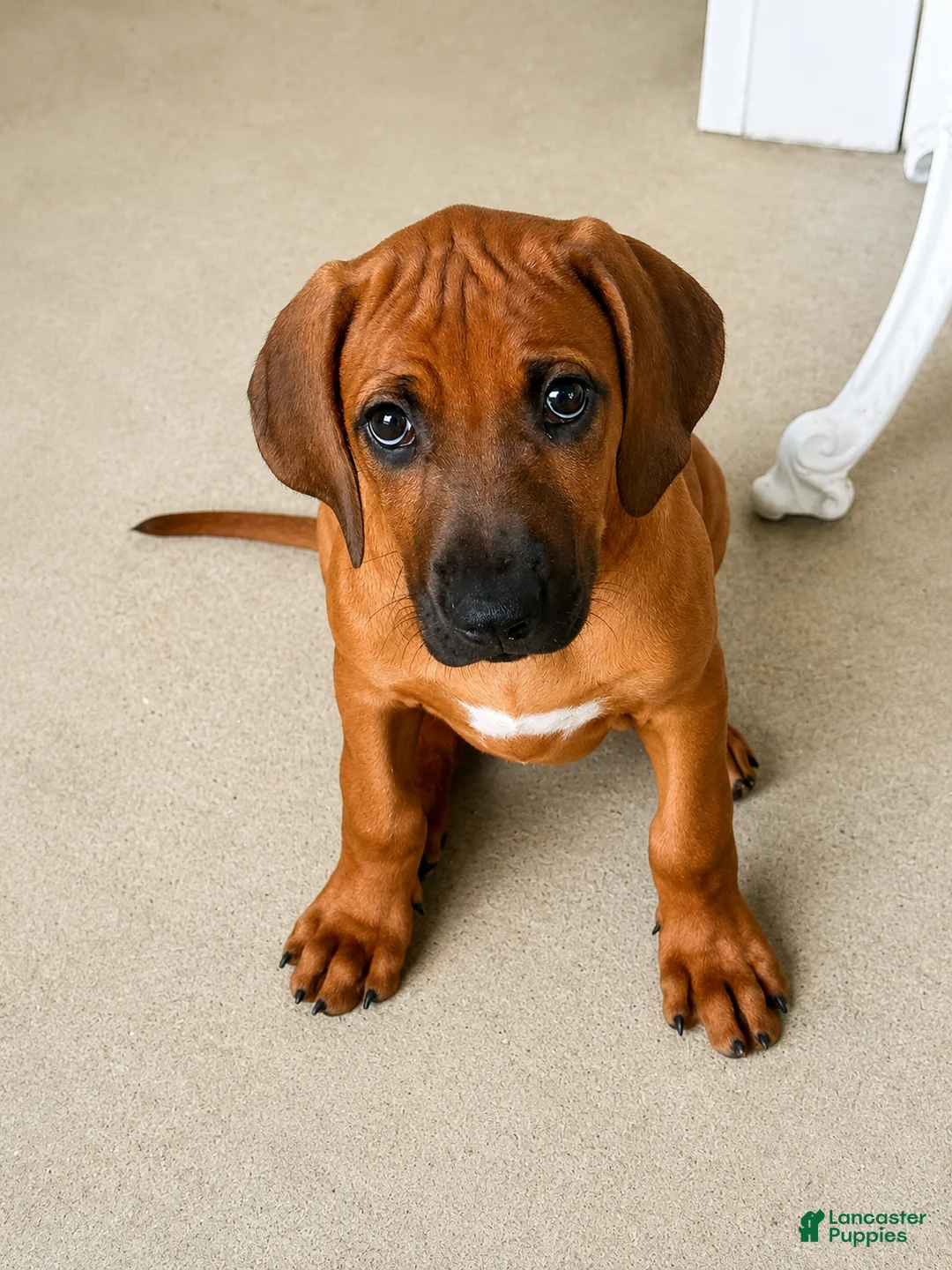 Rhodesian Ridgeback dogs for sale: Rhodesian Ridgeback -Baby Pink  - Ad 1