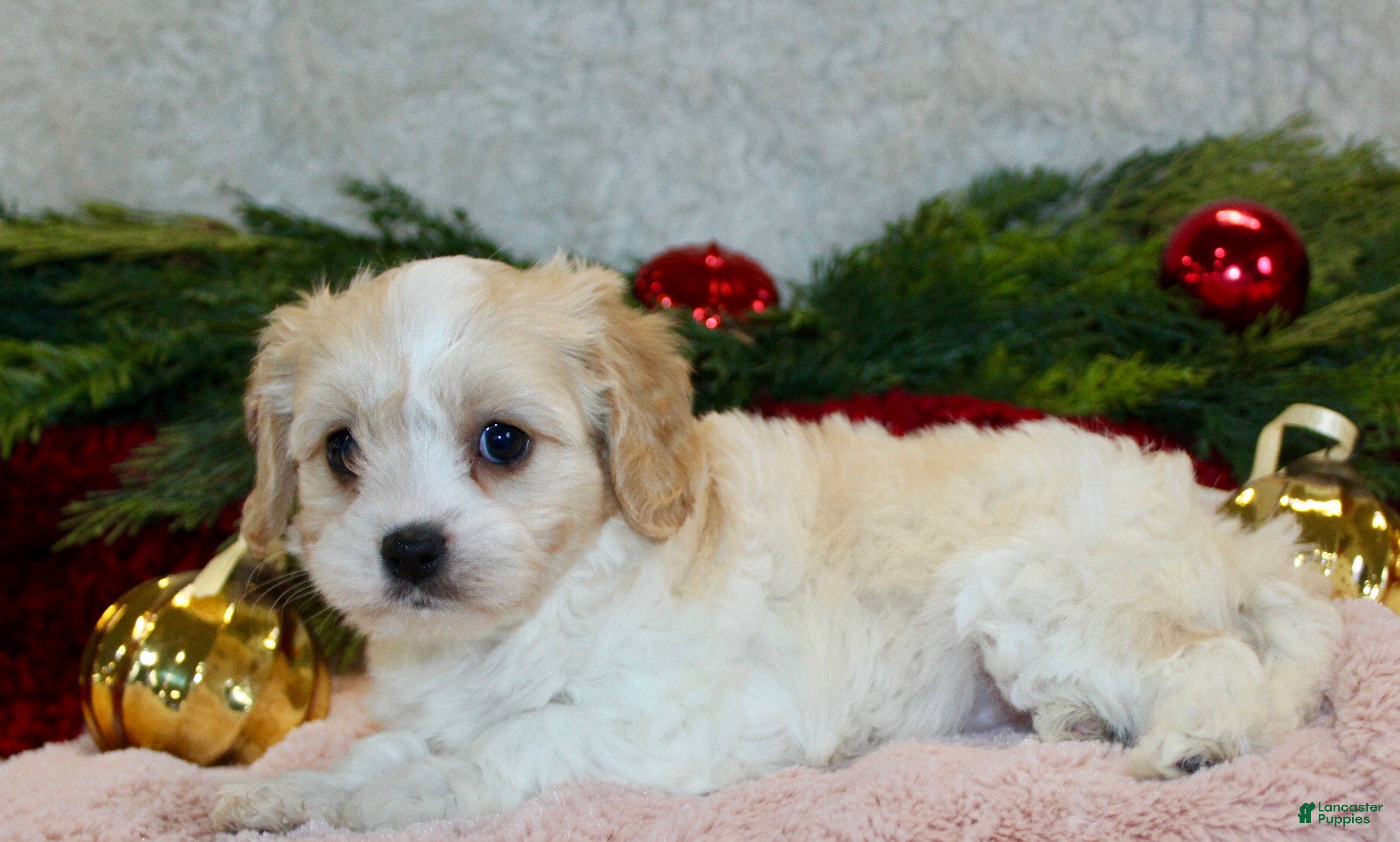 Cavachon dogs Molly – Female - Ad 4