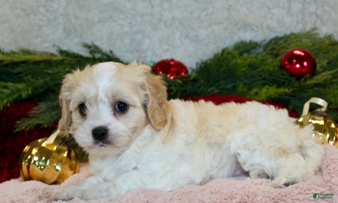 Cavachon dogs for sale: Molly – Female - Ad 1