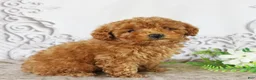Toy Poodle dogs for sale: Cody - Ad 3
