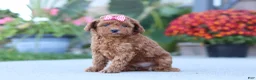 Miniature Poodle dogs for sale: Nala - Ad 4