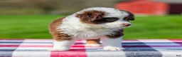 Miniature Australian Shepherd dogs for sale: Dena - Ad 7