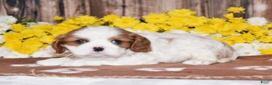 Gia