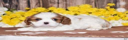 Cavalier King Charles Spaniel dogs for sale: Gia - Ad 1