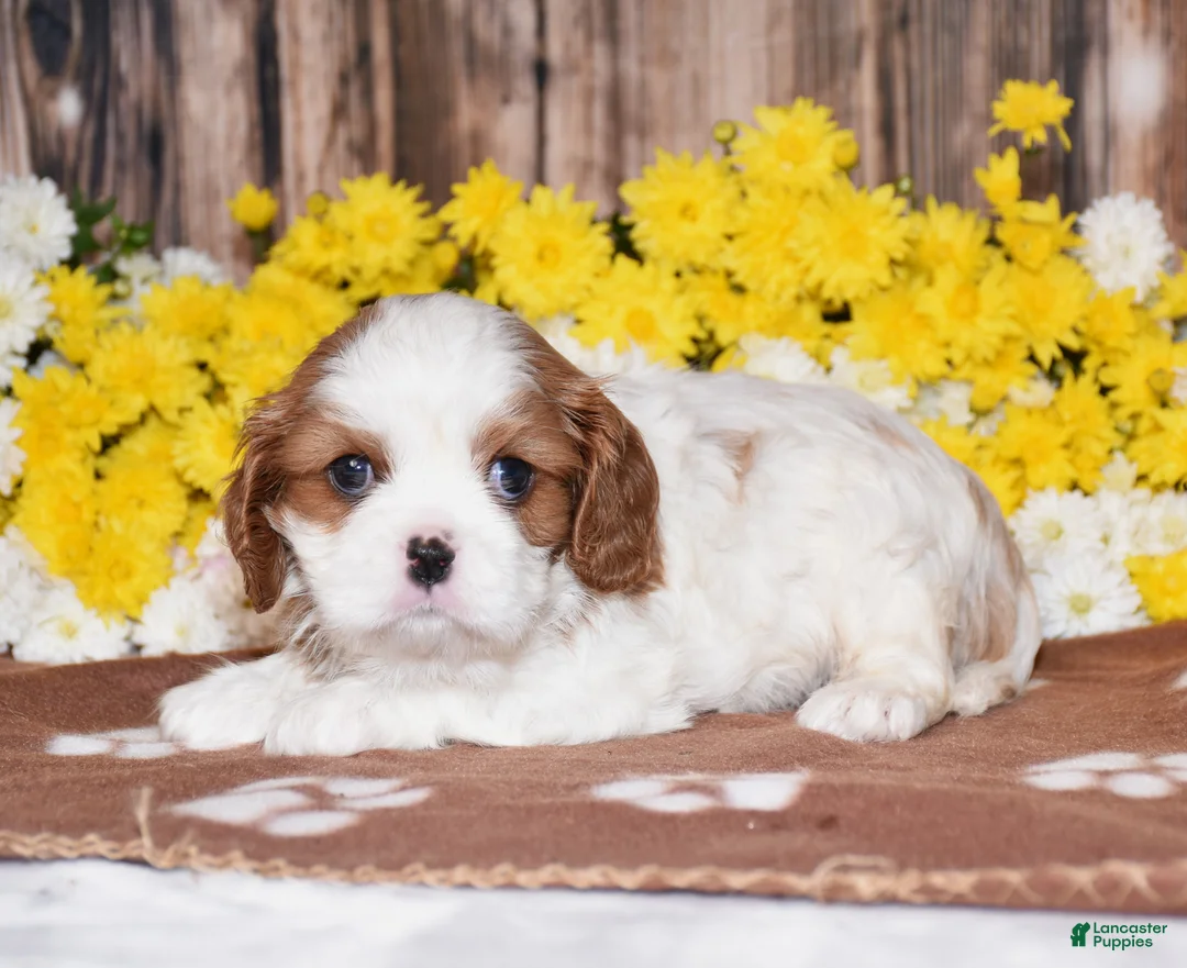 Cavalier King Charles Spaniel dogs for sale: Gia - Ad 1