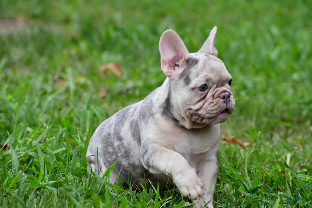 French Bulldog dogs for sale: Rosie - Ad 2