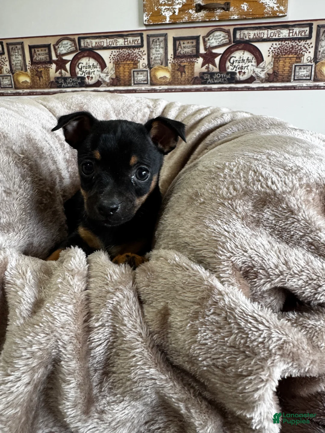 Chihuahua dogs for sale: Nelson  - Ad 1