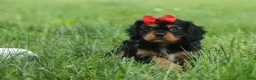 Cavalier King Charles Spaniel dogs for sale: Romeo 🐶 - Ad 1