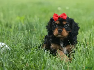 Cavalier King Charles Spaniel dogs for sale: Romeo 🐶 - Ad 4