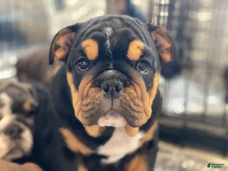 English Bulldog dogs Cuddles - Ad 17