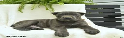 Cane Corso dogs for sale: Domino - Ad 3