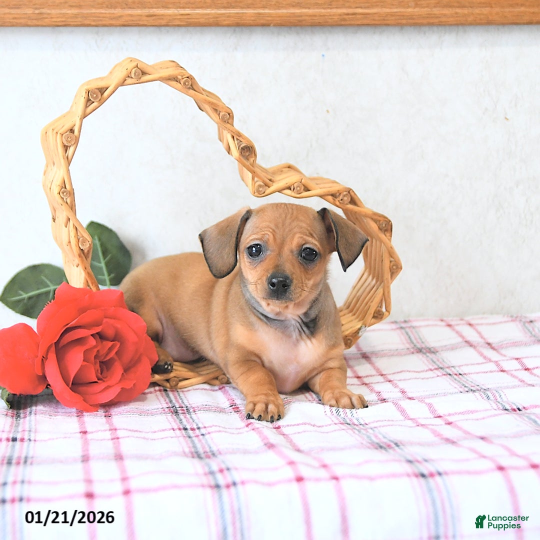 Mixed Breed dogs for sale: Juliet EXTRA SMALL - Ad 2