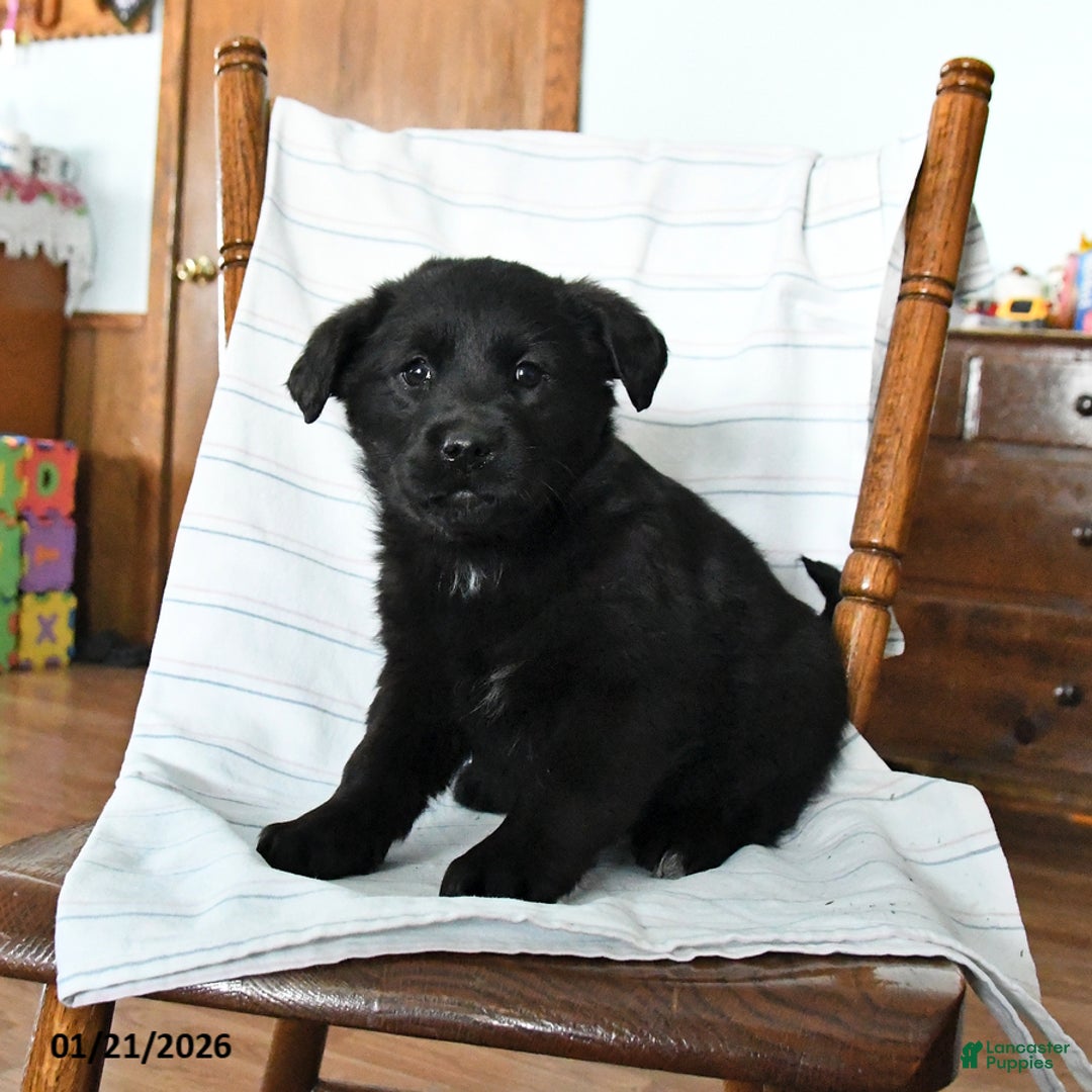 Mixed Breed dogs for sale: Bethany - Ad 3