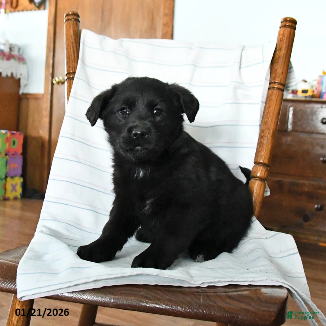 Mixed Breed dogs for sale: Bethany - Ad 3