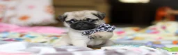 Pug dogs for sale: Poppy  - Ad 4
