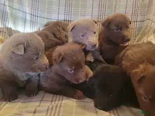 German Shepherd dogs German Shepherd Puppy 4 - Ad 7