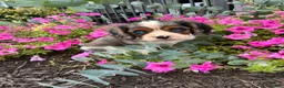 Cavalier King Charles Spaniel dogs for sale: Lila - Ad 1