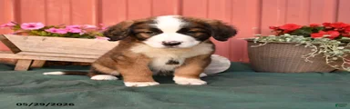Kira