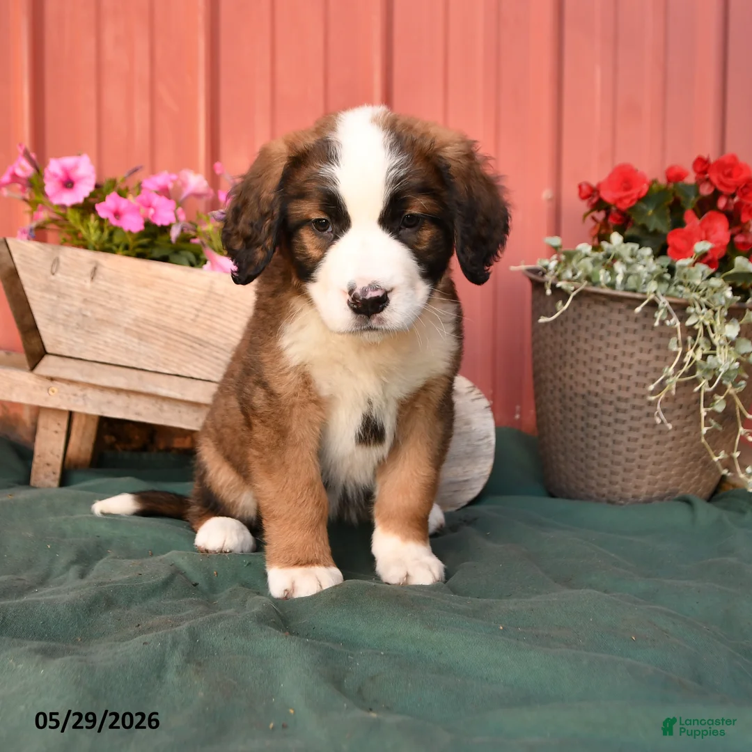 Mixed Breed dogs for sale: Kira - Ad 1