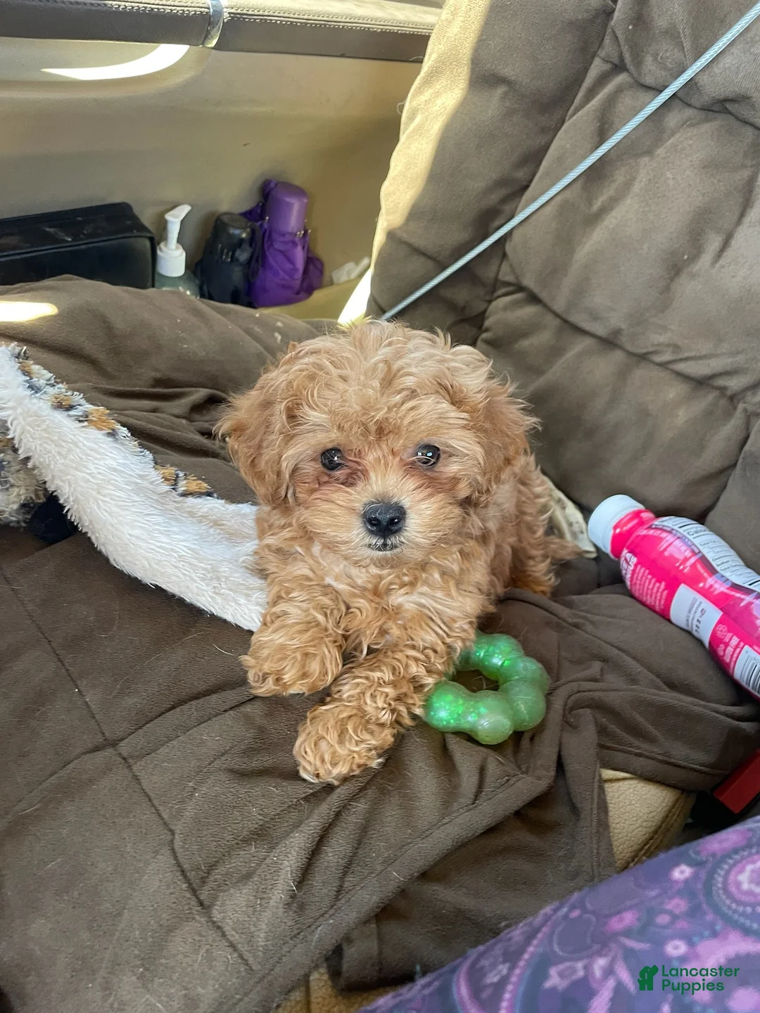Maltipoo dogs for sale: Peanut - Ad 1