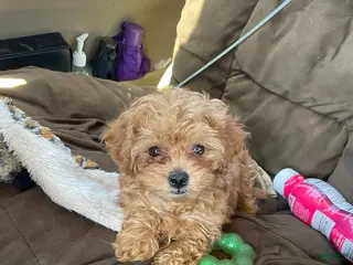 Maltipoo dogs Peanut - Ad 6