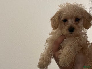 Yorkiepoo dogs - Ad 4