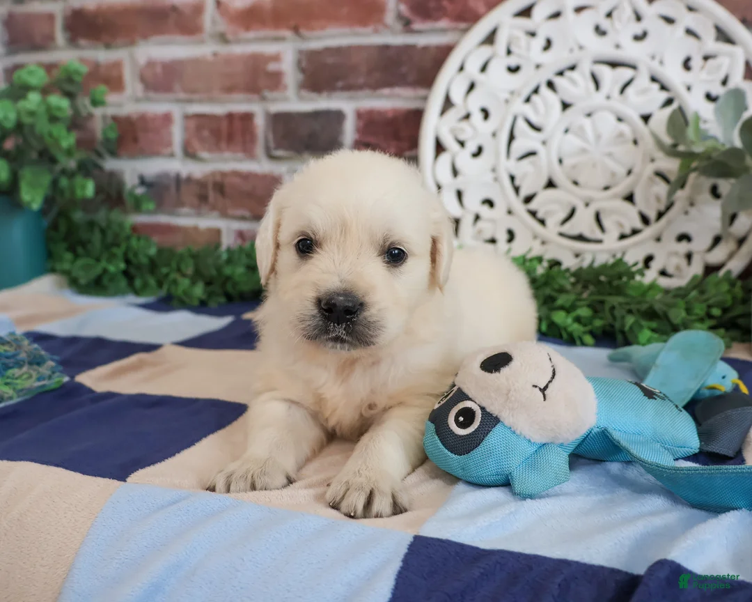 Golden Retriever dogs for sale: Turbo - Ad 2