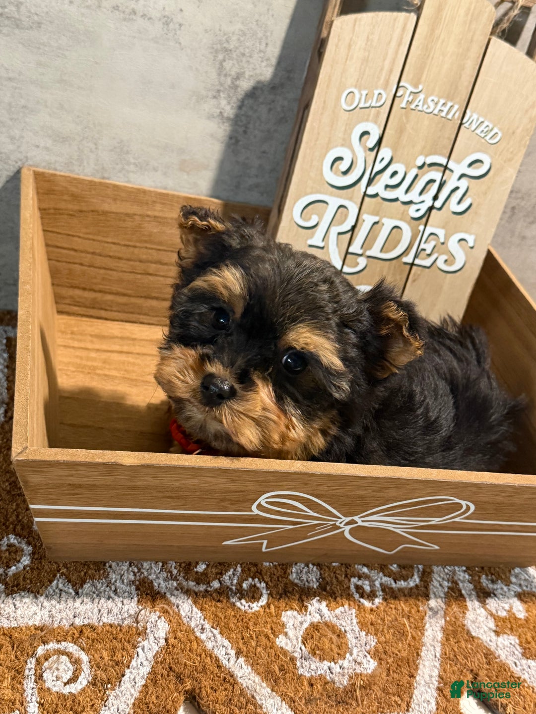 Yorkshire Terrier dogs for sale: Jack  - Ad 3