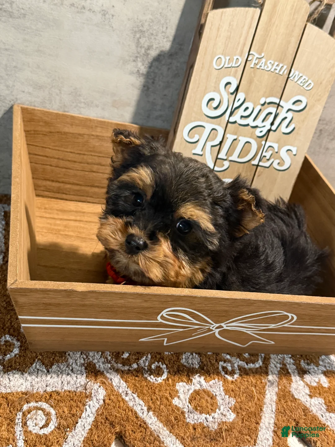 Yorkshire Terrier dogs for sale: Jack  - Ad 3