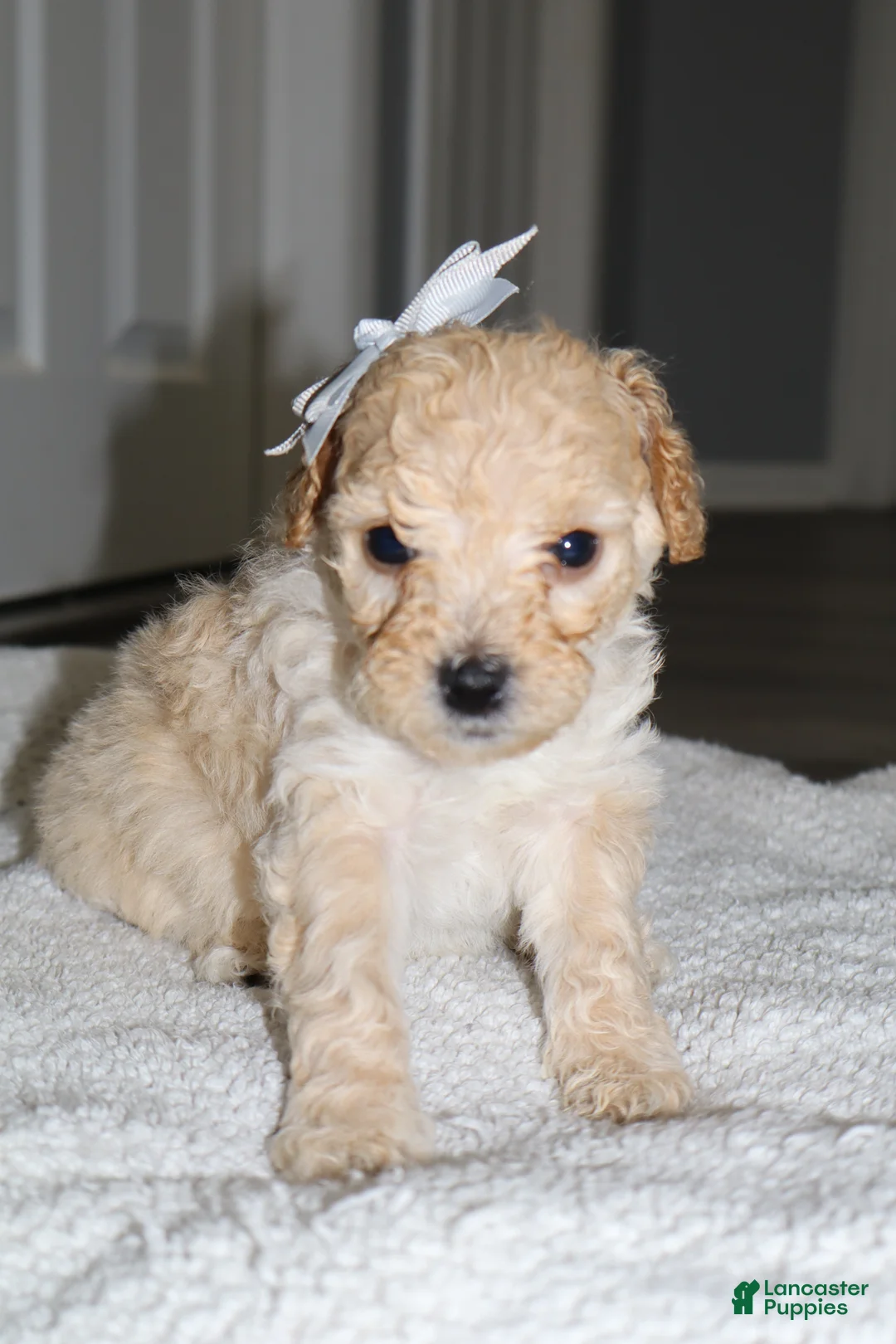 Miniature Poodle dogs for sale: Miniature Poodle Puppy 5 - Ad 1