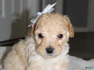 Miniature Poodle dogs Miniature Poodle Puppy 5 - Ad 5