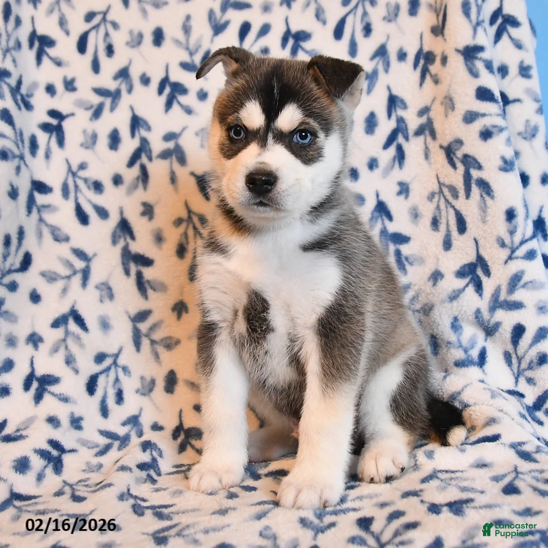 Mixed Breed dogs for sale: Maddy - Ad 2