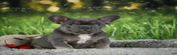 French Bulldog dogs for sale: Russel - Ad 4